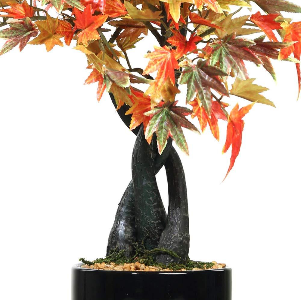 Japanese Maple Plant