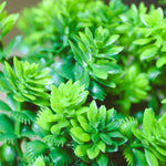 Load image into Gallery viewer, Artificial Bonsai Tree with Pot