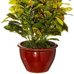 Load image into Gallery viewer, Fourwalls Artificial Bonsai