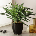 Load image into Gallery viewer, Artificial Dracaena Bonsai
