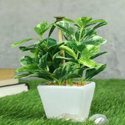 Artificial Coin leaf Bonsai with White Ceramic Pot