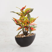 Fourwalls Artificial Croton Bonsai Plant