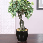 Load image into Gallery viewer, Japanese Maple Bonsai Green
