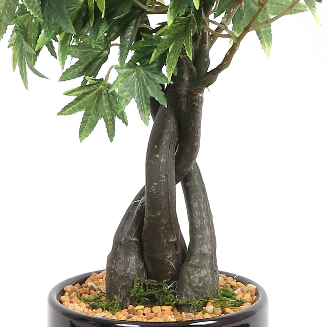 Japanese Maple Bonsai Green